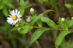 Purplestem aster